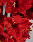 Close-up of vibrant red amaryllis flowers with yellow stamens