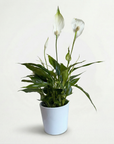 Peace Lily - Air-Purifying Indoor Plant