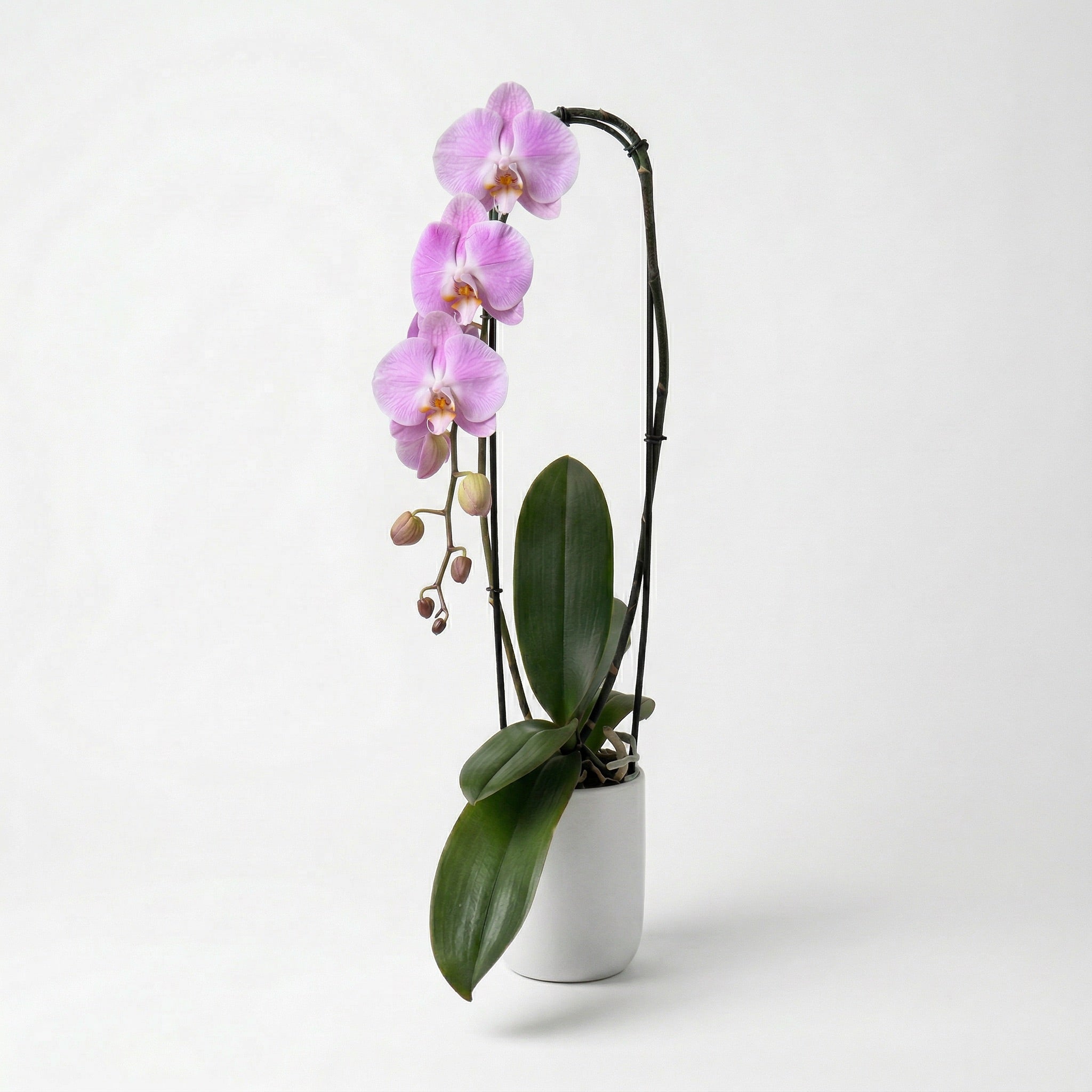 Pink Cascade Orchid – Phalaenopsis Indoor Plant | Next Day