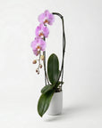 Pink Phalaenopsis Orchid – Indoor Plant