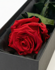 Close-up detail of exquisite red infinity rose showing perfectly preserved layered petals and natural texture, nestled in premium black satin-lined presentation box - Amarante London
