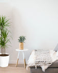 Dracaena Plant