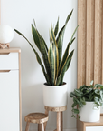 Snake Plant