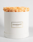 Warm peach Roses expressing happiness and joy