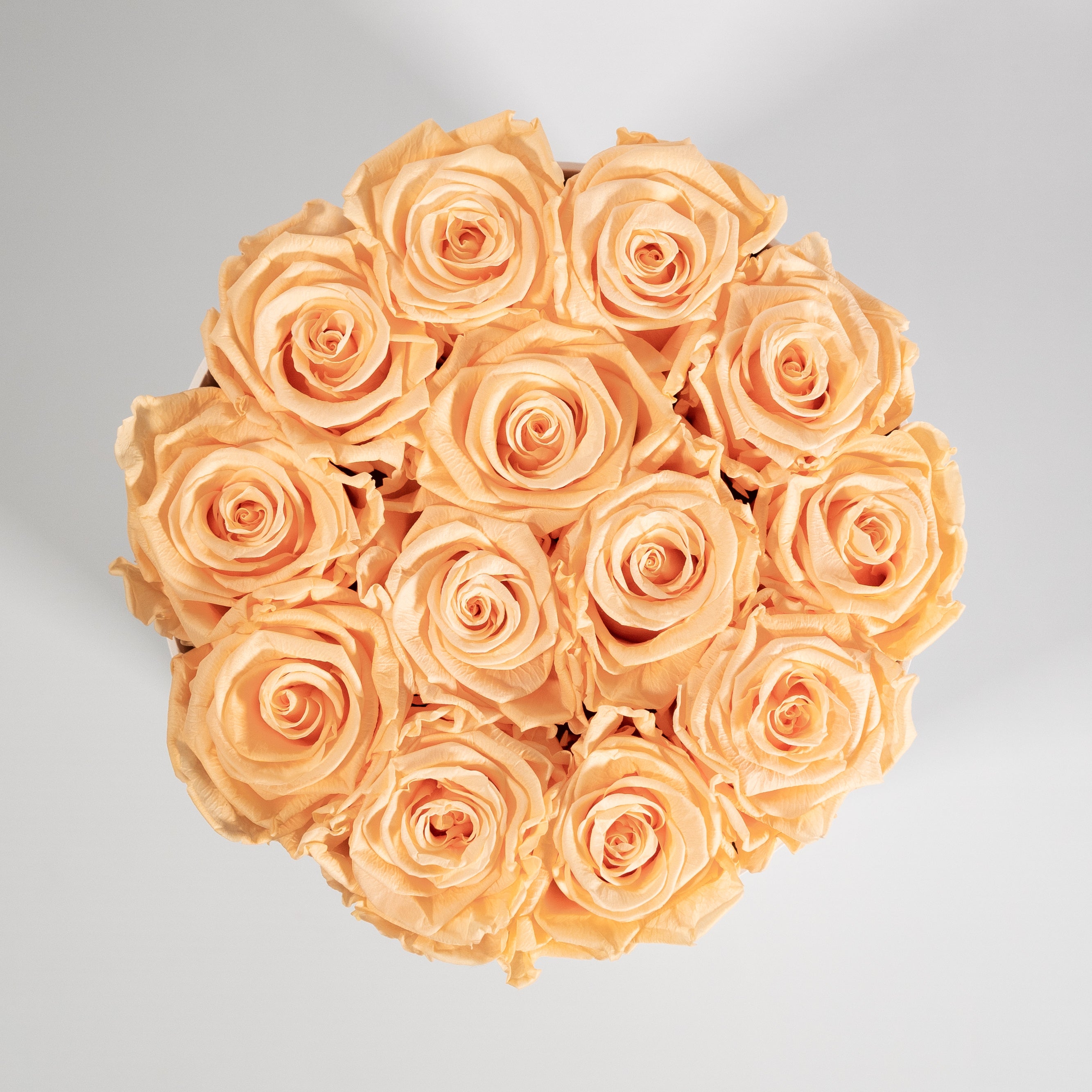 Fragrant peach Roses in a close up, the perfect choice for a friend. 