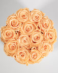 Fragrant peach Roses in a close up, the perfect choice for a friend.