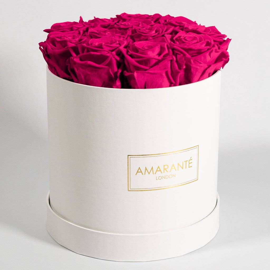 Expressive hot pink Roses denoting beauty, love, and sympathy.