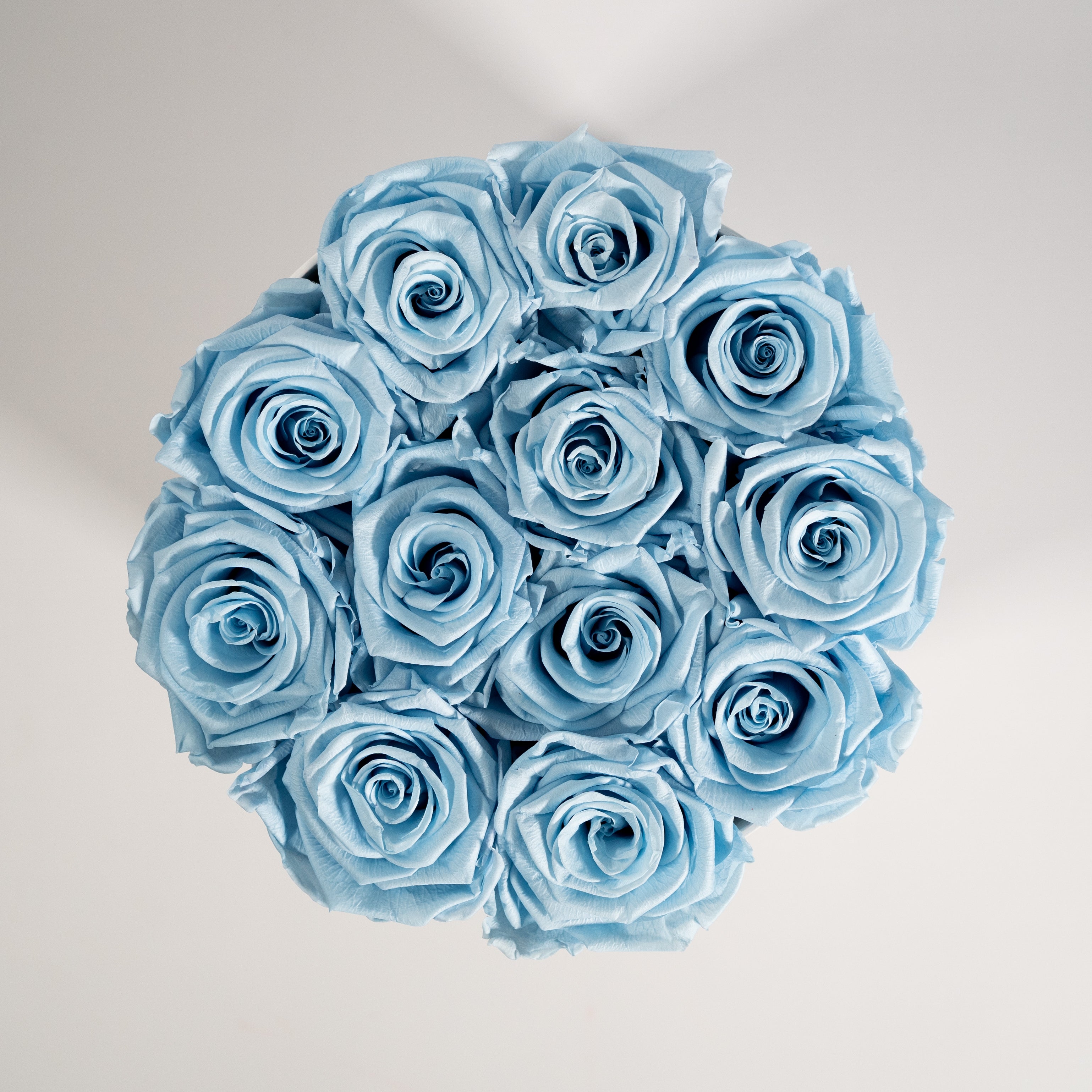 Dapper light blue Roses expressing protection and healing. 