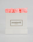 Blushing light pink roses symbolising beauty and compassion