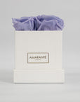 Fragrant lavender roses implying peace and tranquility
