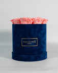 Blushing light pink Roses connoting beauty and love