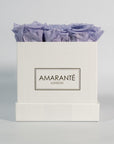 Abloom lavender roses denoting peace and calmness