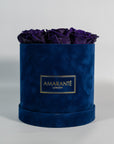 Stylish dark purple Roses bursting with creative and magical colours.