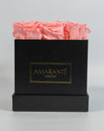 Delicate light pink roses exhibited in a fashionable black box
