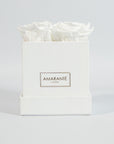Elegant white roses connoting peace and clarity.