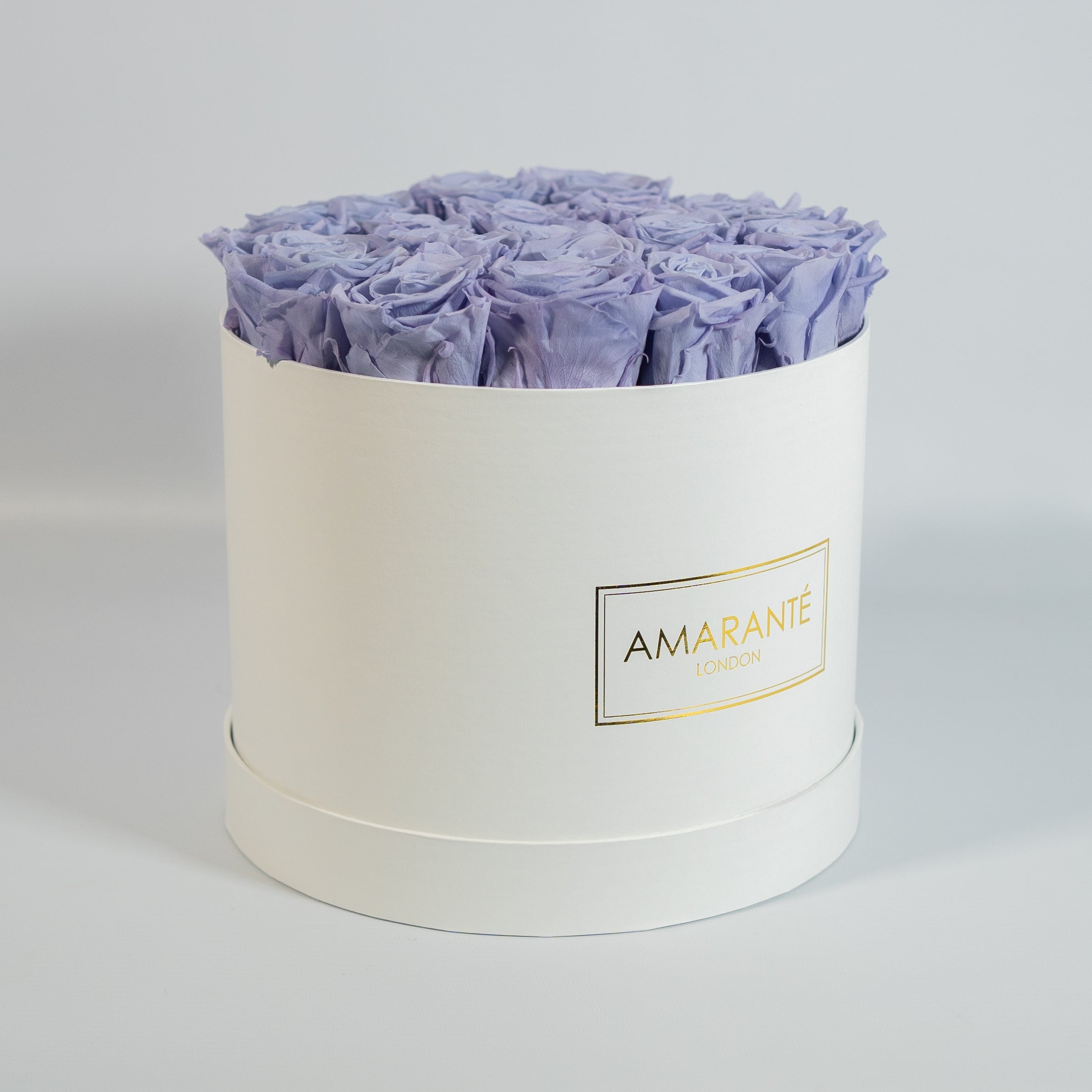 Abloom lavender Roses suggesting spring, calmness, and peace.