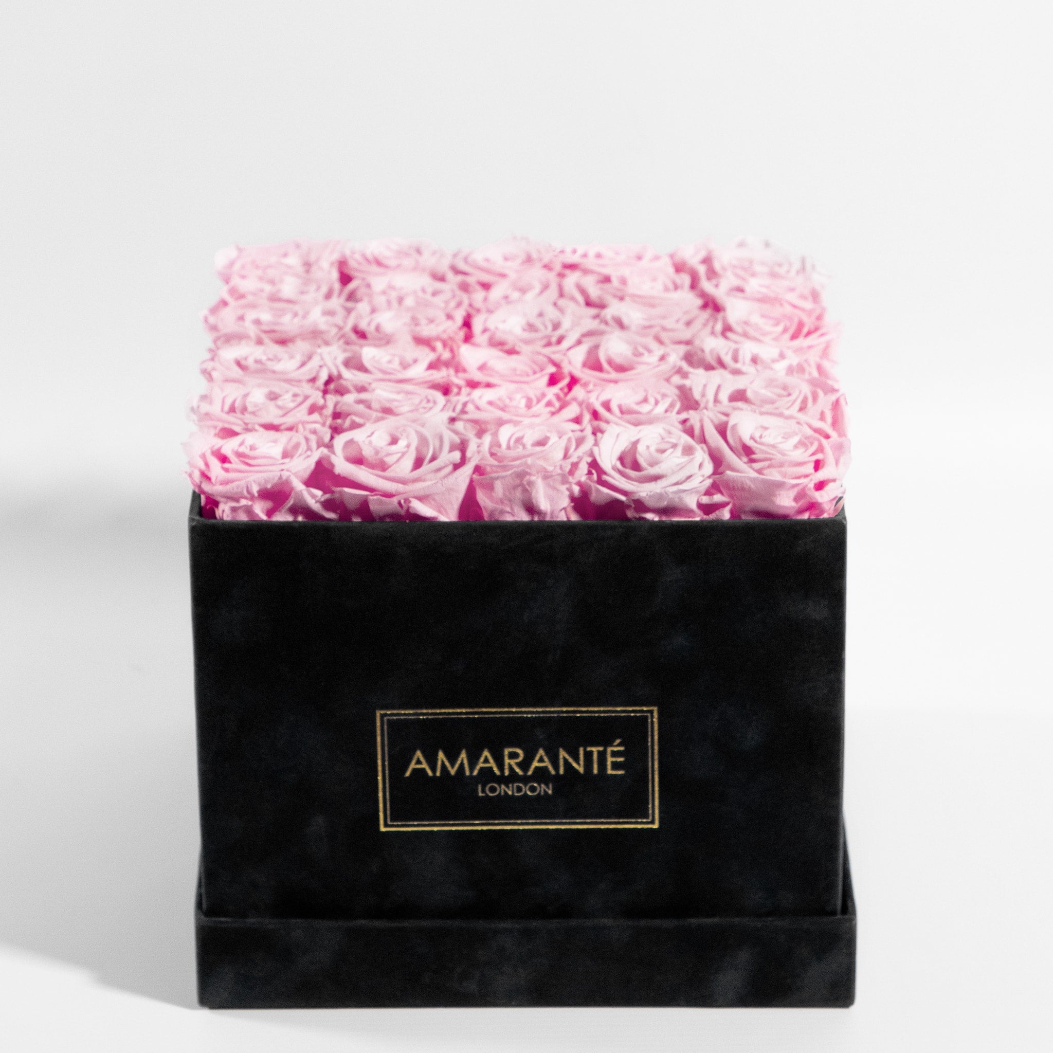 Elegant light pink roses beaming with tender shades that suggest elegant and love