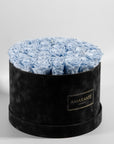 Enchanting light blue Roses, suggesting protection, security, and healing.