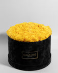 Delightful yellow Roses beaming with enchanting, happy, and joyful colours.