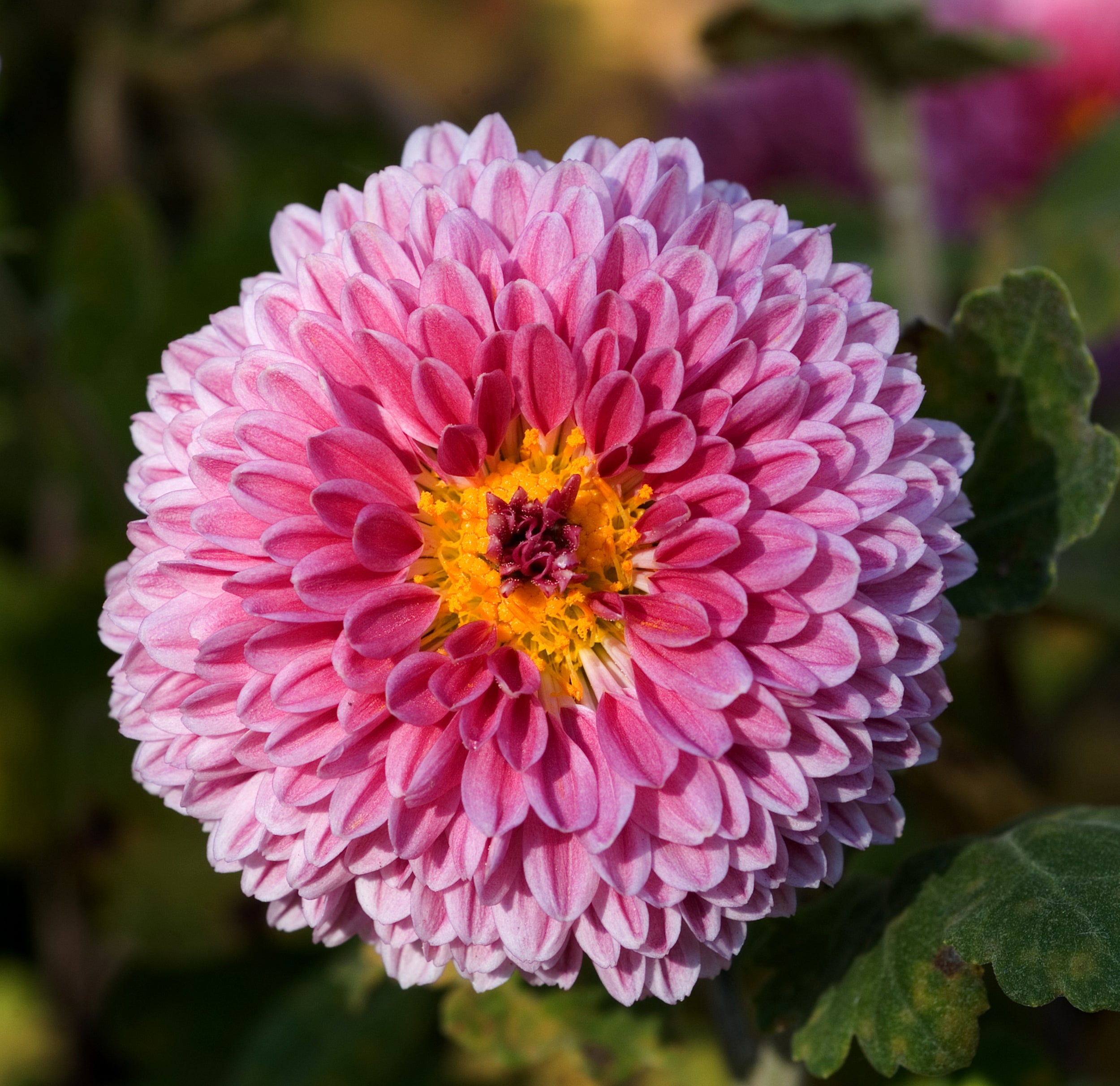 The Chrysanthemum and its History