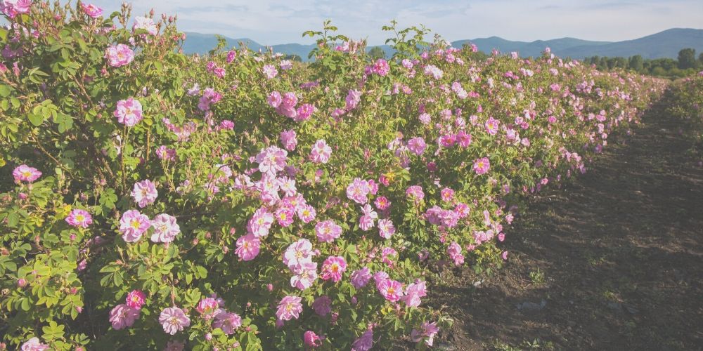 Why We Farm Ecuadorian Roses