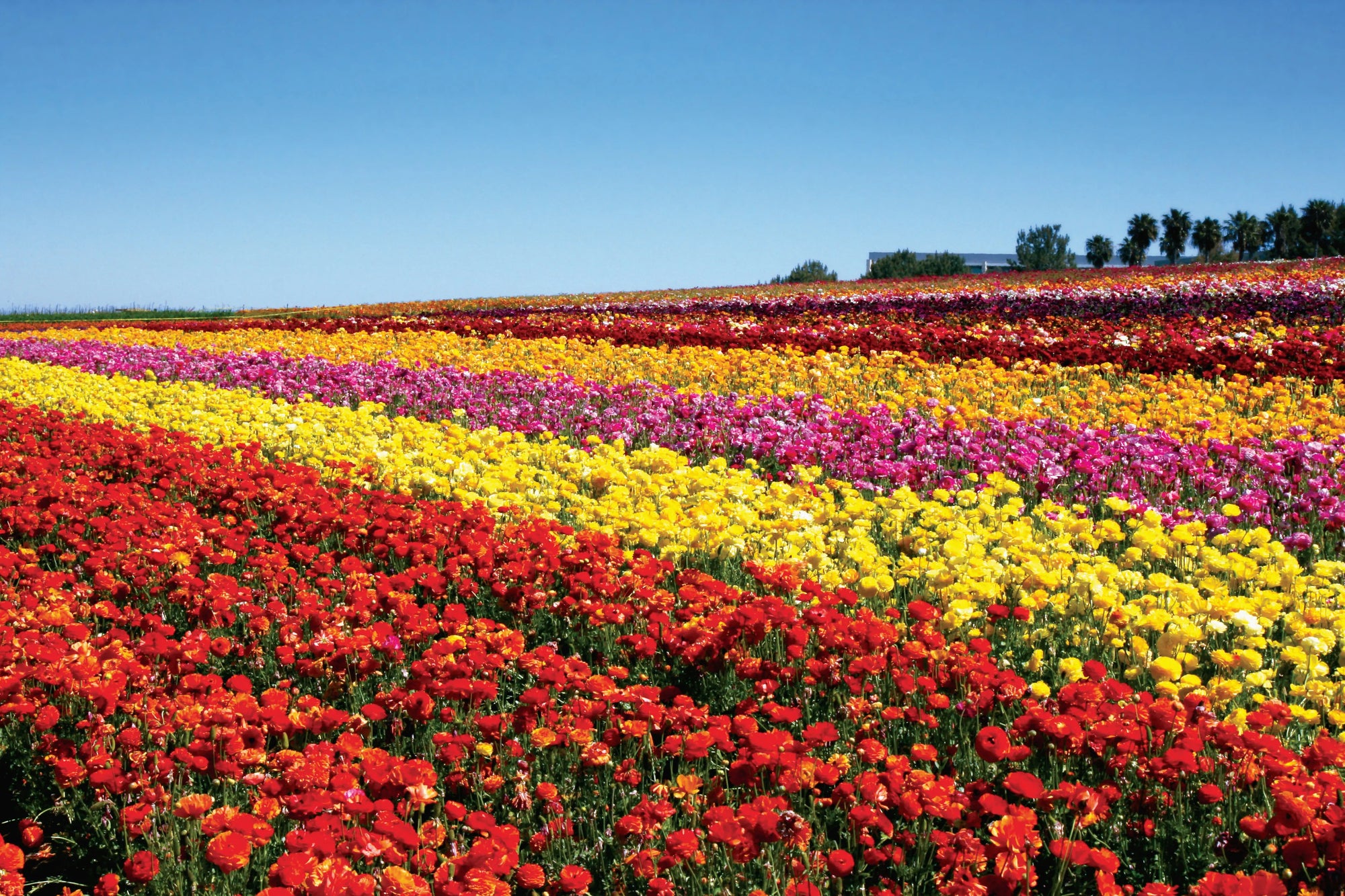 The Most Common Spring Flowers for Mother's Day