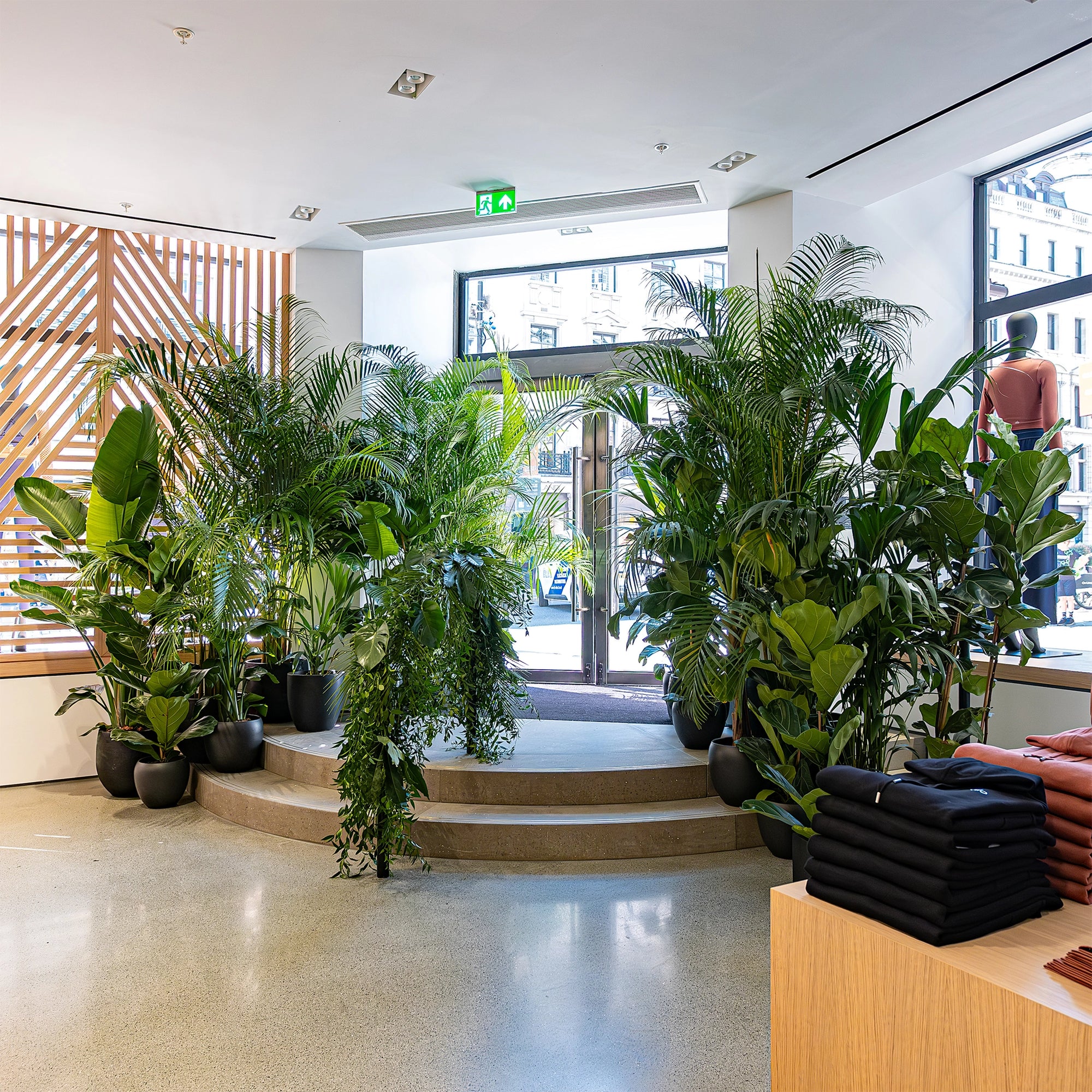 Lush green plants, including Kentia palms and Monstera, flank the entrance at Alo Regent Street Store Grand Opening, designed by Amaranté London. The verdant display creates a natural, tropical feel, blending seamlessly with the store’s sleek, modern interior.