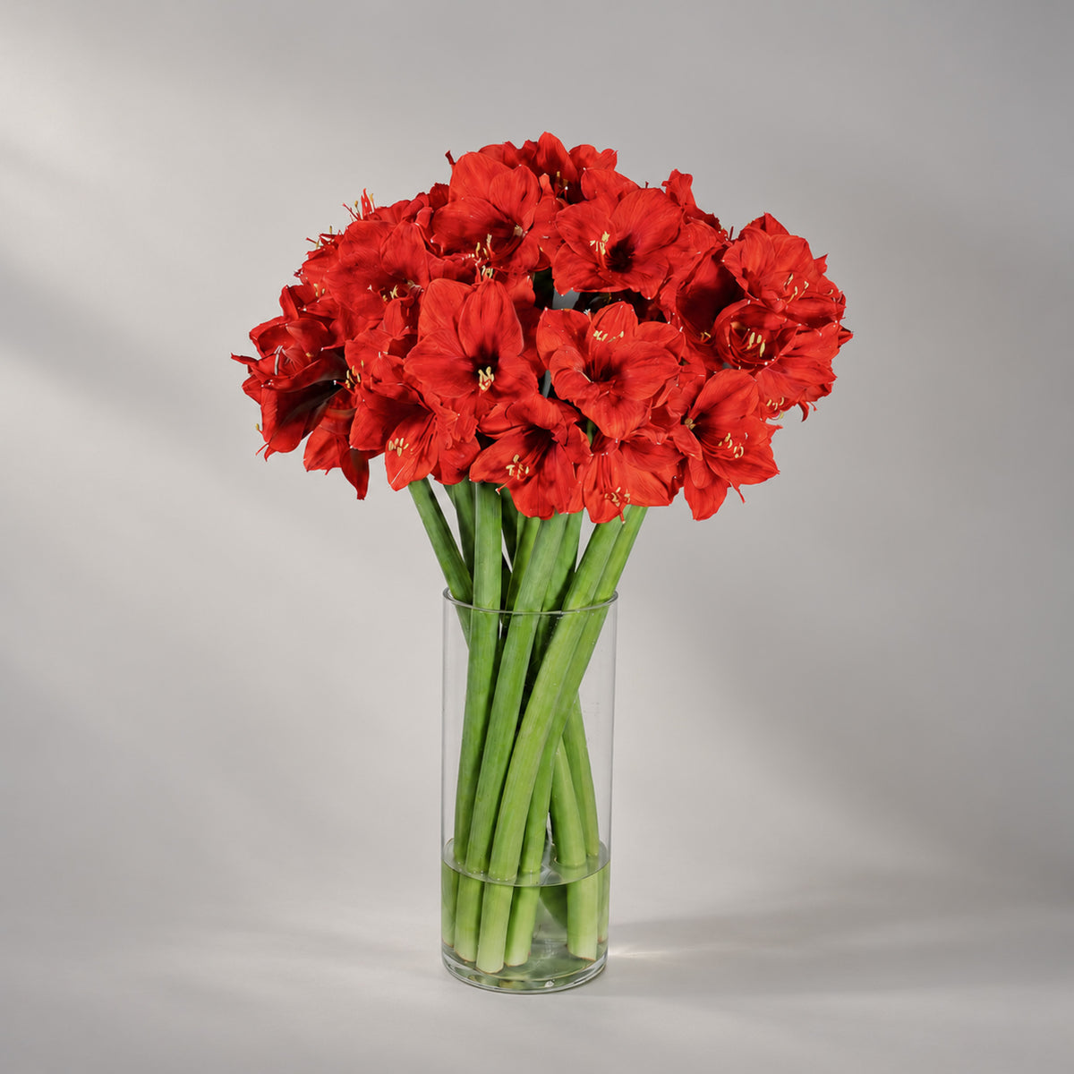 A bouquet of vibrant red amaryllis flowers with long green stems, arranged in a clear glass cylinder vase 