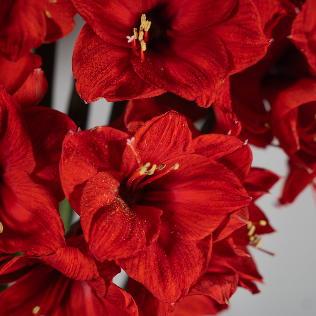 Close-up of vibrant red amaryllis flowers with yellow stamens