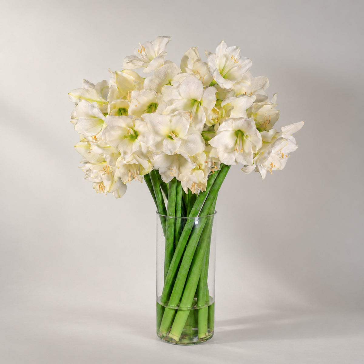 A bouquet of white amaryllis 