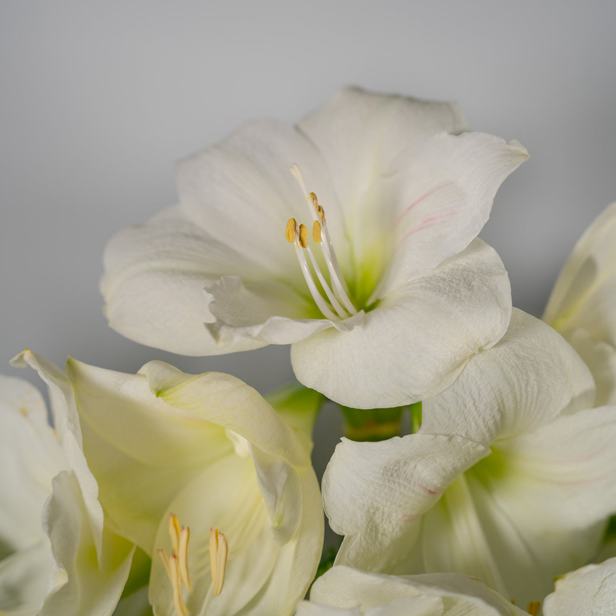 White amaryllis flower 