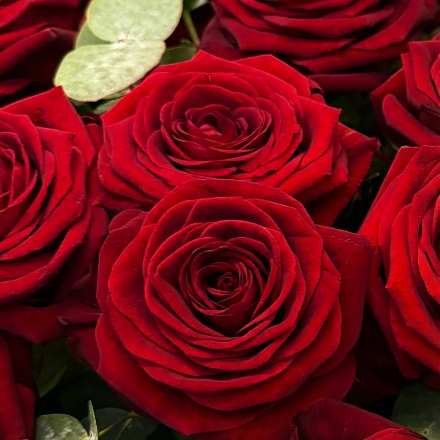 Close-up of premium red roses showing rich crimson petals with perfect spiral formation and fresh eucalyptus  leaves, displaying the exquisite quality of luxury Valentine's flowers - Amarante London