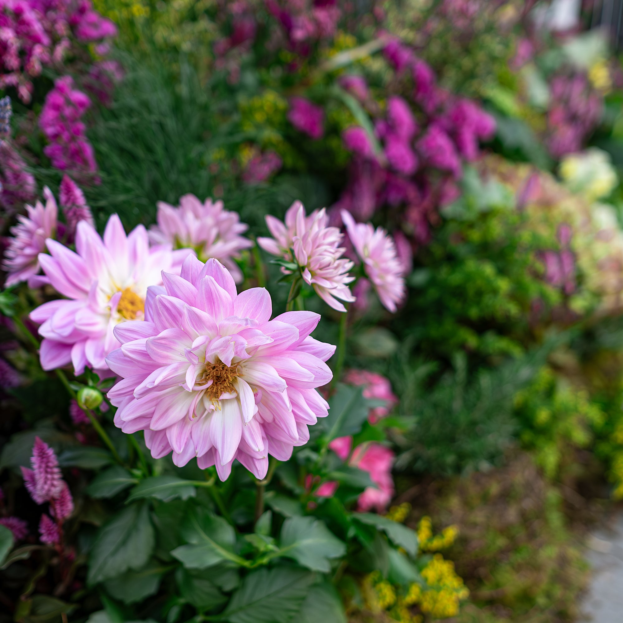 This is a detailed view of a bespoke floral arrangement on display at Chelsea in Bloom, a closeup view of pink dahlias and various greenery in a lush garden bed - Amaranté London.