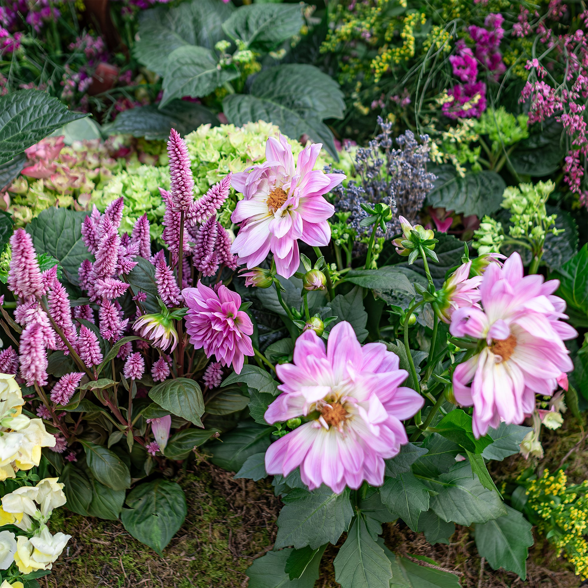 Close-up of a vibrant floral arrangement featuring pink dahlias, green hydrangeas, and purple astilbe flowers, complemented by lush green leaves designed for the Chelsea in Bloom event by Amaranté London. 