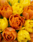 Close-up view of vibrant yellow and orange tulips with layered ruffled petals creating textured, romantic Valentine's Day arrangement - Amaranté London