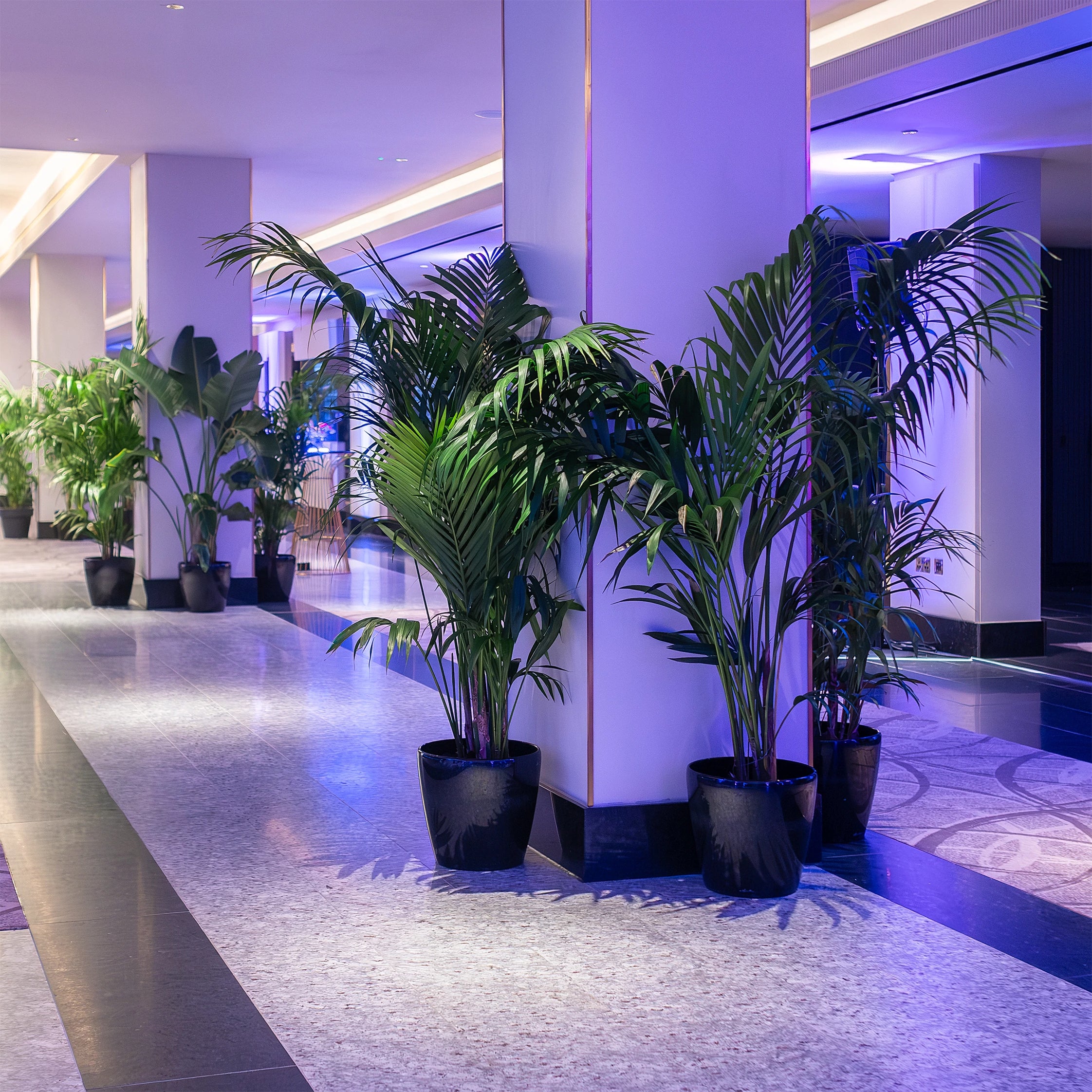 Strategically placed large green plants in dark pots line a hallway, adding a natural touch to the modern space with vibrant purple lighting - Plant Hire for for a corporate events by Amaranté London.