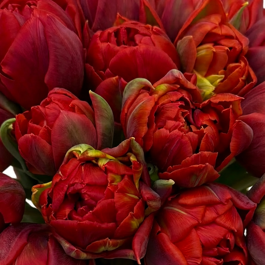 Close-up detail of deep red tulips with ruffled petals in rich crimson and burgundy tones, showing the premium quality blooms in the Nyx bouquet arrangement - Amaranté London