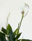 Peace Lily - Air-Purifying Indoor Plant