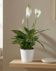 Peace Lily - Air-Purifying Indoor Plant