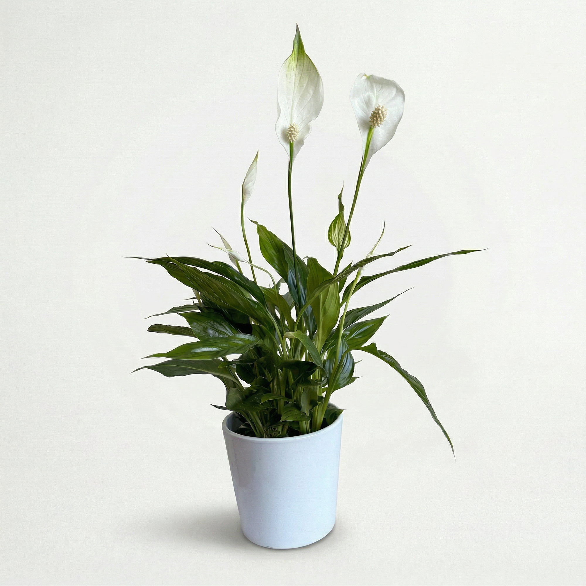peace lily purify air Peace Lily – Air-Purifying Indoor Plant