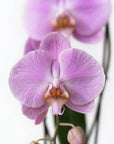 Pink Phalaenopsis Orchid – Indoor Plant
