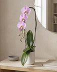Pink Phalaenopsis Orchid – Indoor Plant