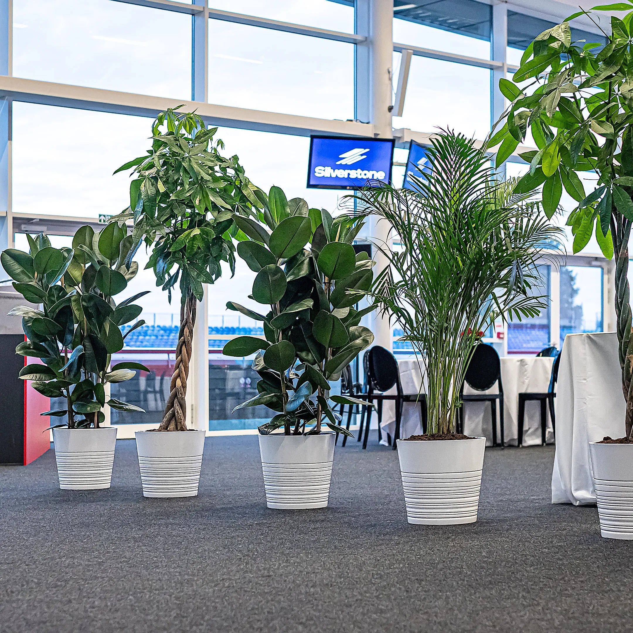 For our clients event at Silverstone, bringing together a range of different plants was essential to their vision for the event