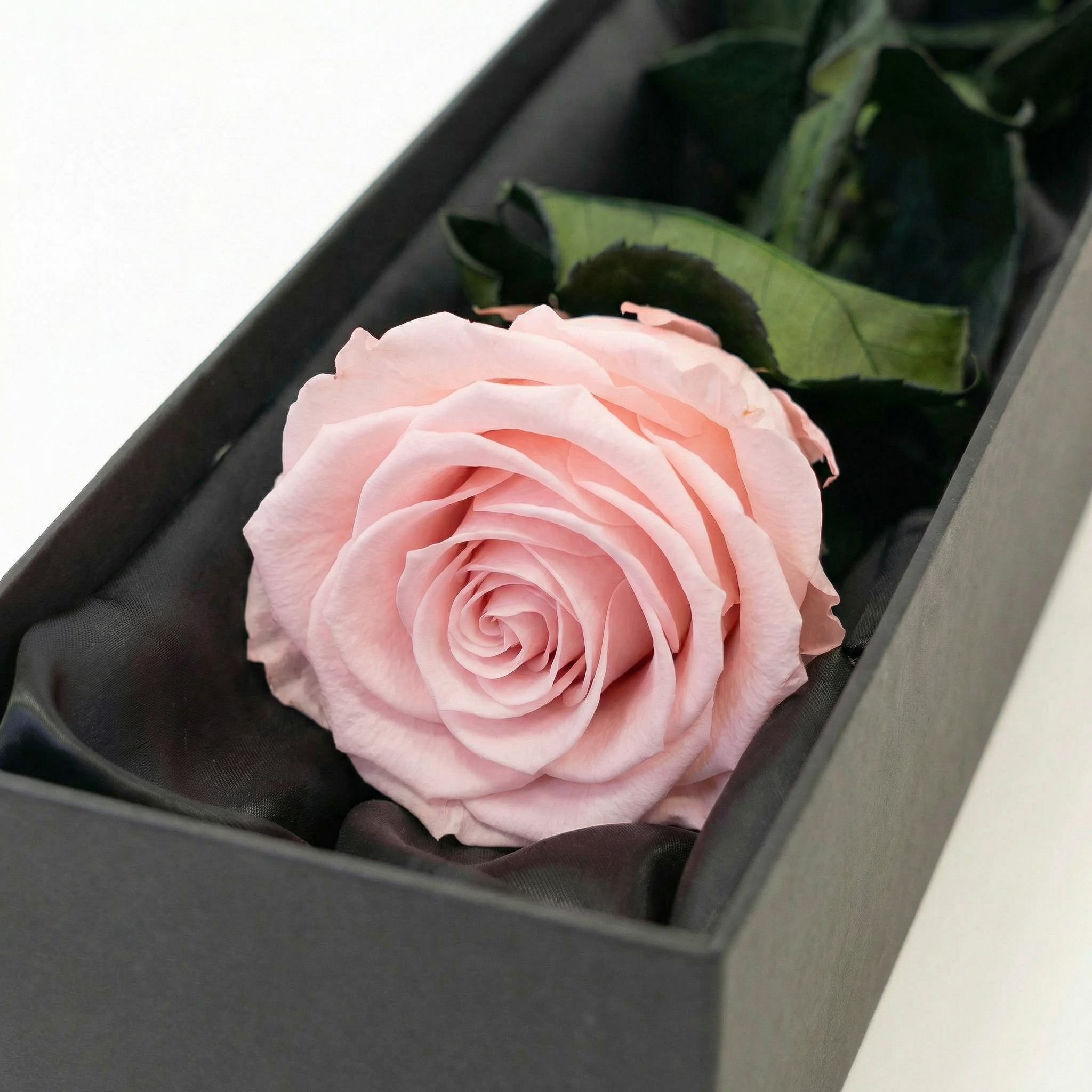 Detailed view of exquisite soft pink infinity rose with intricate spiral petal formation and lush green leaves beautifully displayed within elegant black-lined luxury gift box - Amarante London