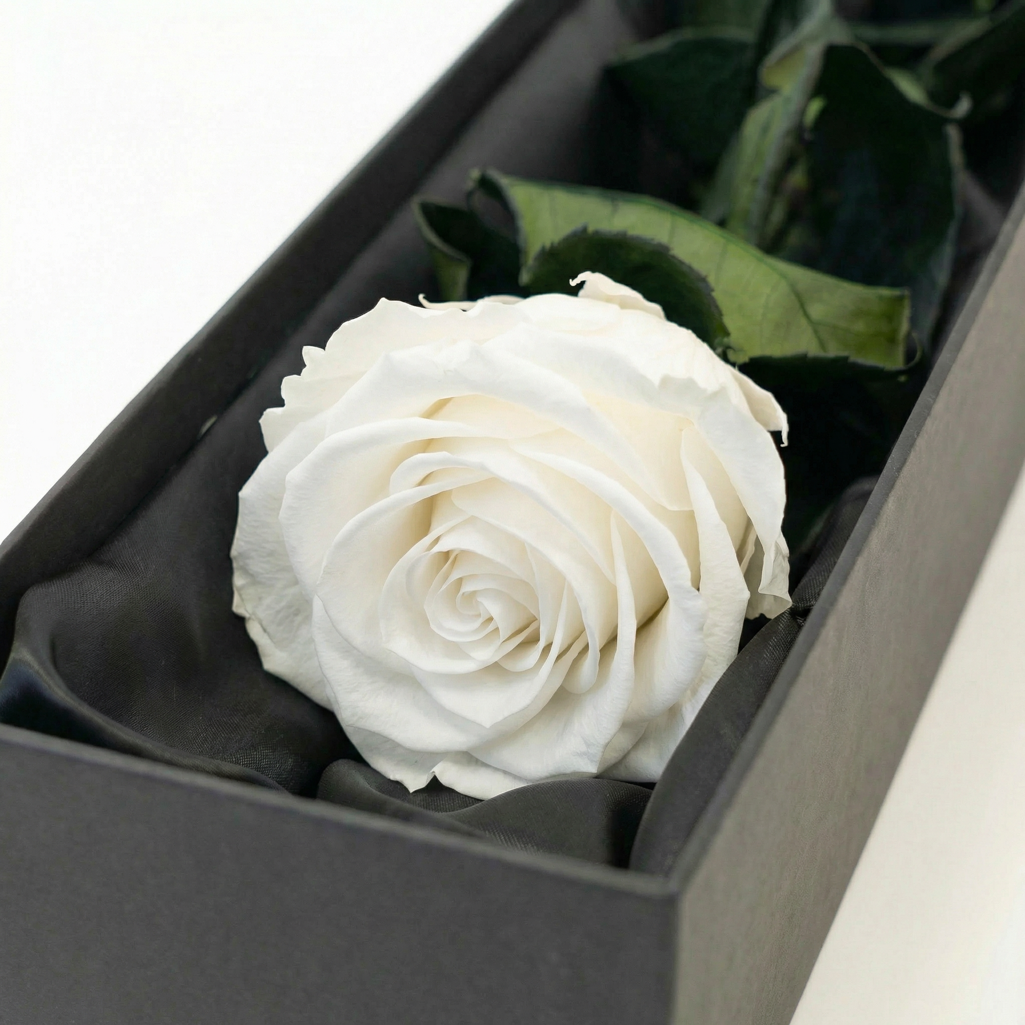 Close-up view of pristine white preserved infinity rose with perfectly formed layered petals and rich green foliage nestled in sophisticated black interior of luxury gift box - Amarante London