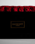 Elegant red Roses beaming with fiery, vivid, and aromatic shades. 