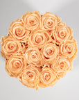 Fragrant peach Roses in a close up, the perfect choice for a friend. 