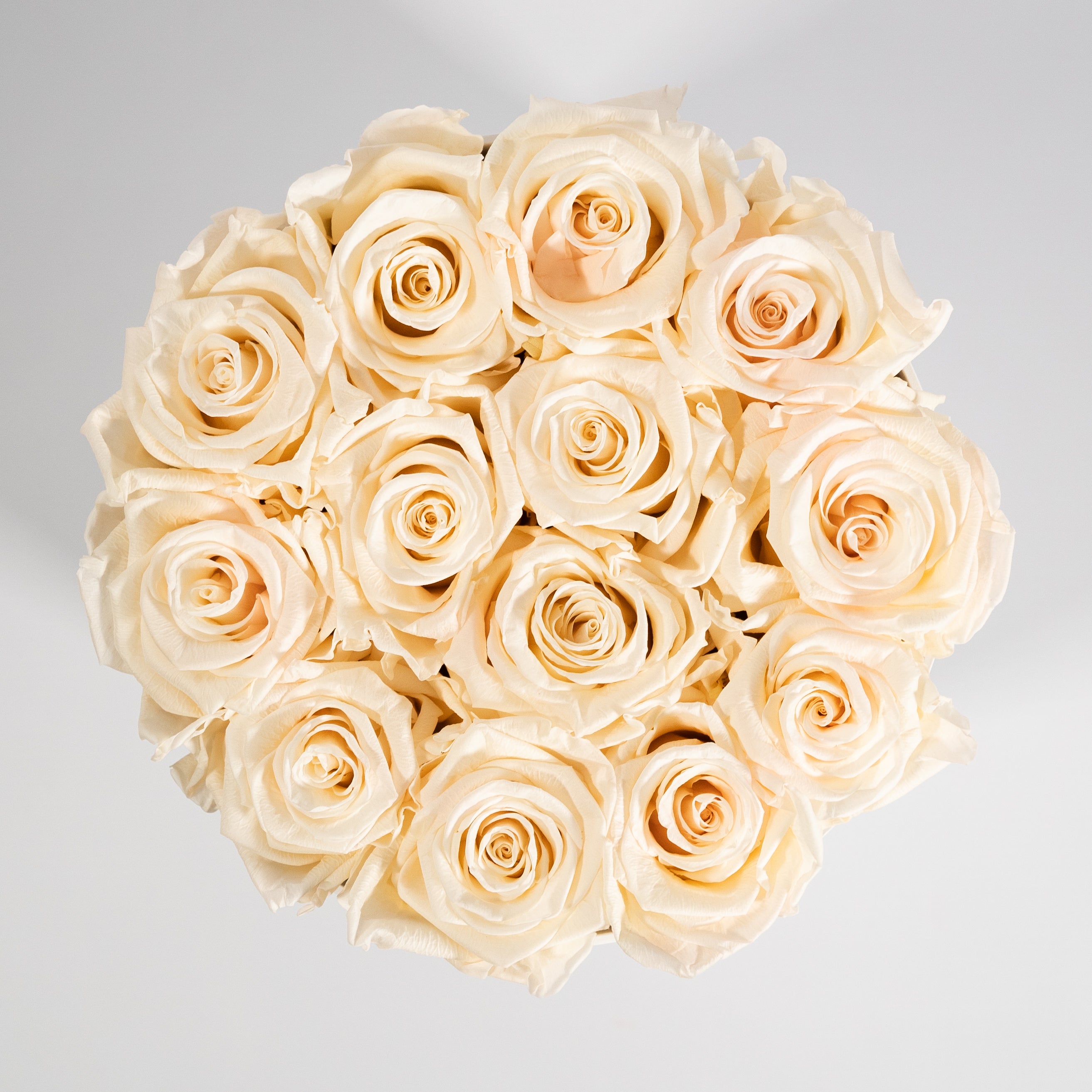 Chic champagne Roses connoting excitement, modesty, and class. 