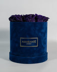 Stylish dark purple Roses bursting with creative and magical colours. 