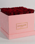 Amazing wine red roses featured in a blushing pink package 